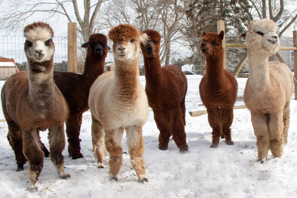 Untitled-1 Untitled-1